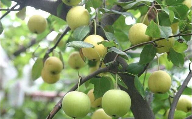 眉山是梨的种植大区，也需要代办找梨的货！