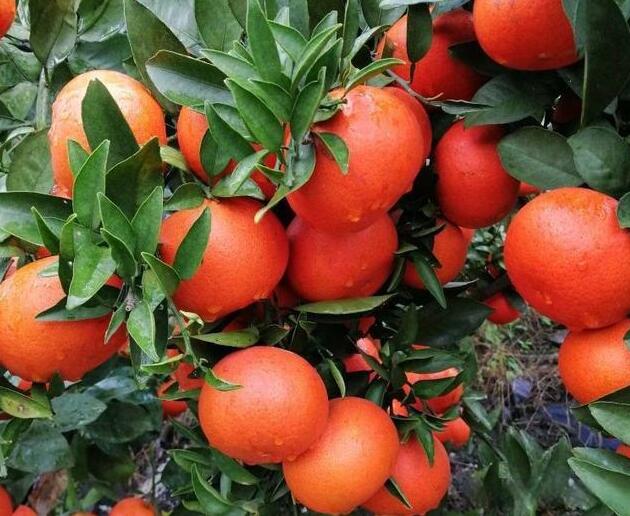 眉山红美人柑橘代办，红美人柑橘果面和口感很丰富
